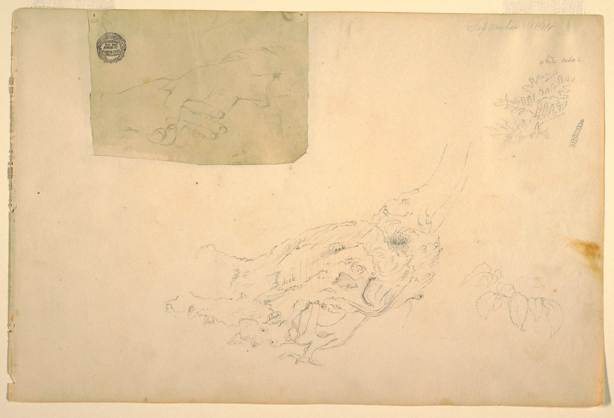 Dibujo, Dos manos temblorosas, raíces de árbol nudosas, septiembre de 1844 de Frederic Edwin Church