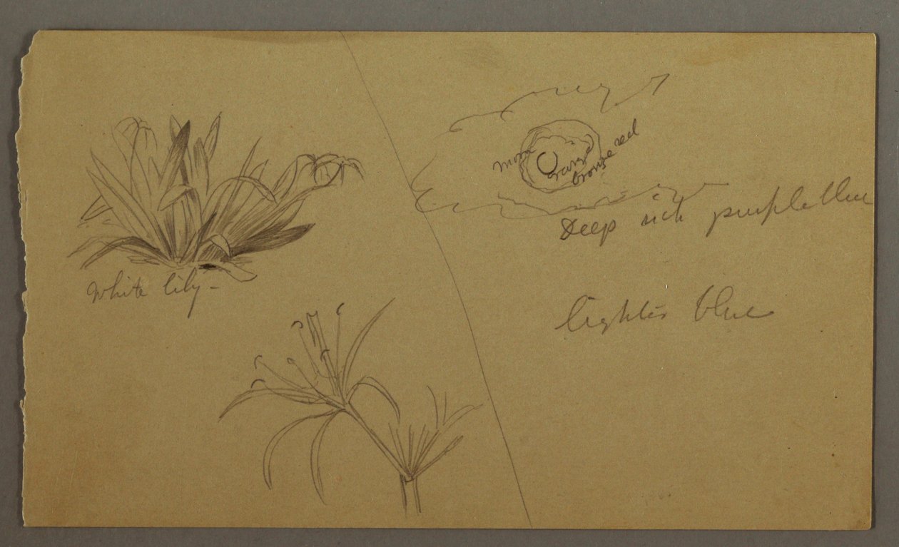 Dibujo, Lirio blanco, luna, posiblemente 1865-66 de Frederic Edwin Church