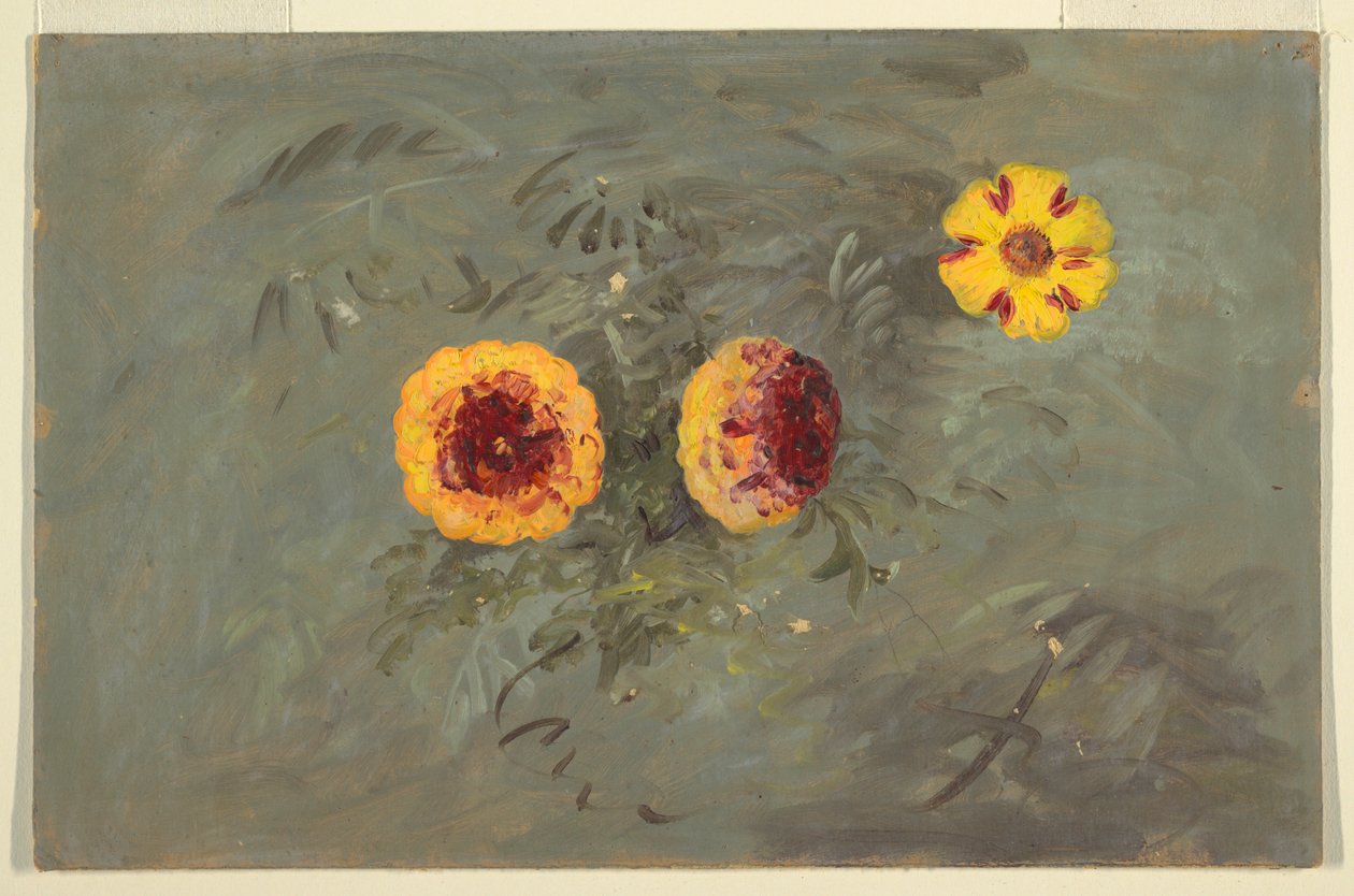 Dibujo, Zinnias, 1860-70 de Frederic Edwin Church