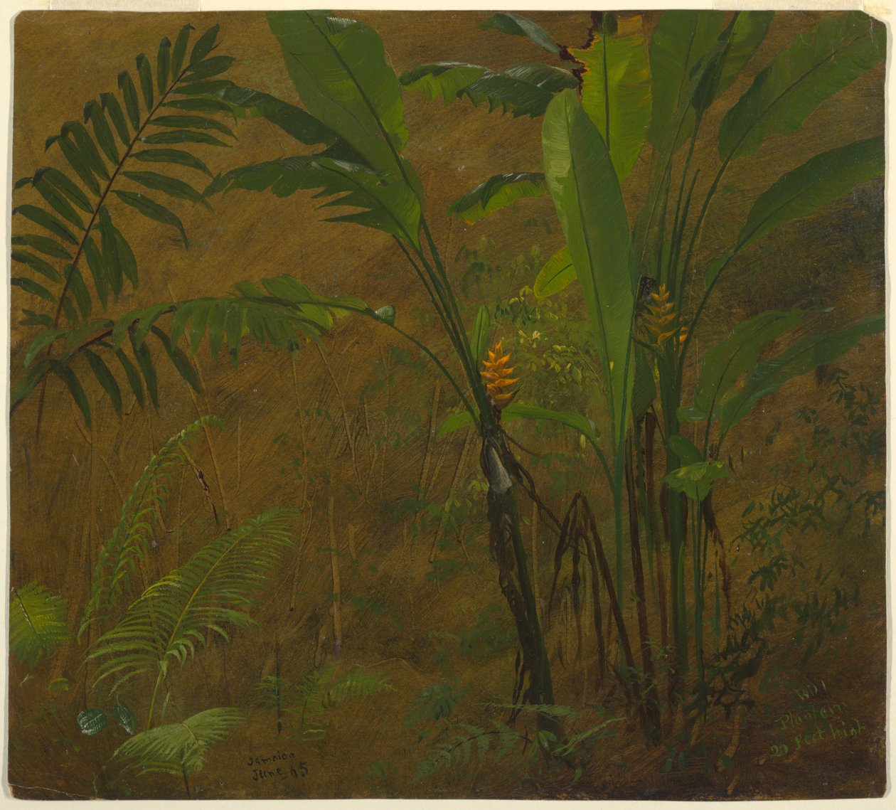 Helechos y Plátano Silvestre, Jamaica de Frederic Edwin Church