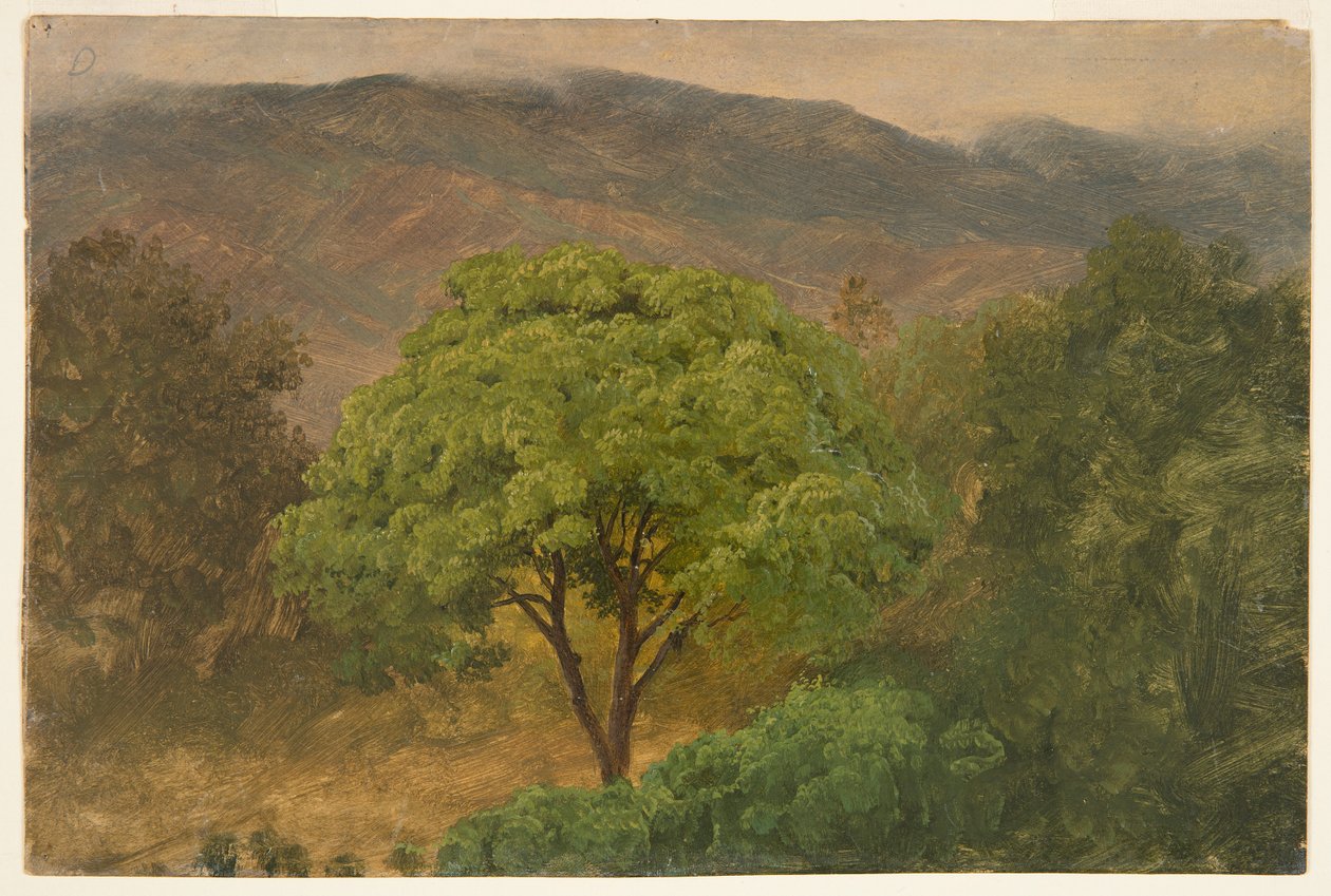 Árbol de genip en las montañas, Jamaica de Frederic Edwin Church