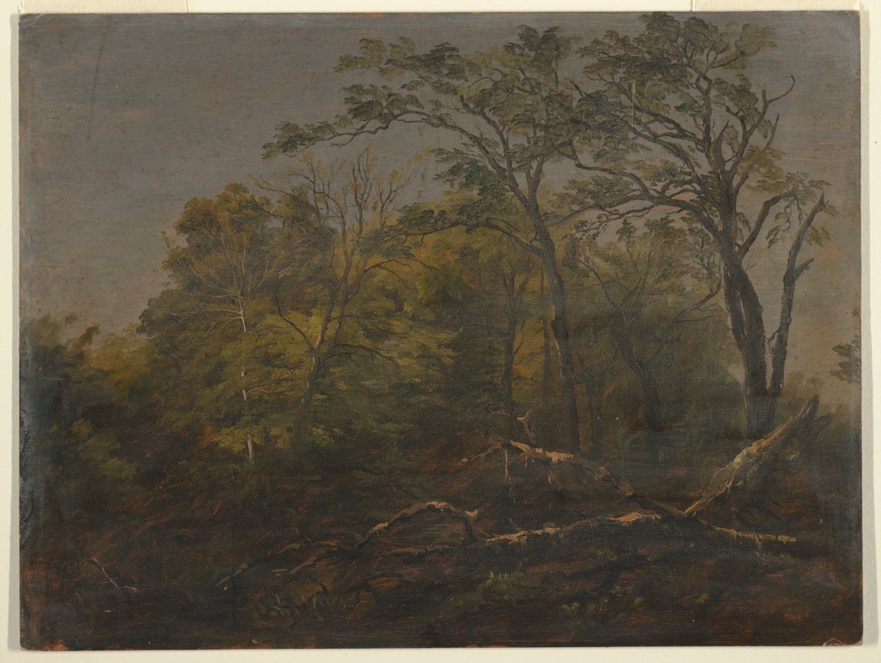 Bosques de Maine de Frederic Edwin Church