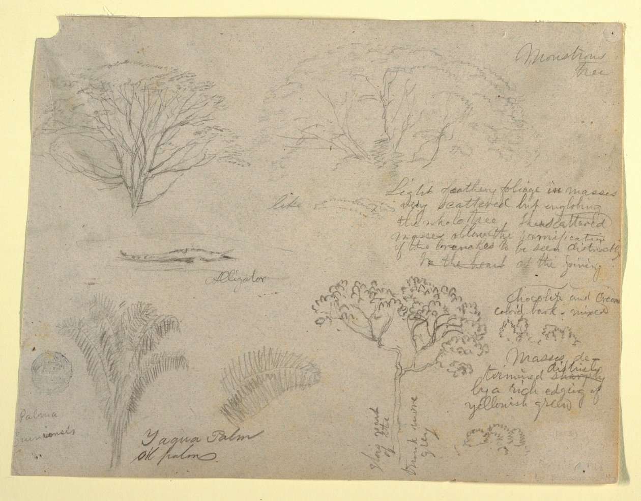 Serie de estudios botánicos incluyendo un caimán y un árbol monstruoso, visto desde el río Magdalena, Colombia de Frederic Edwin Church