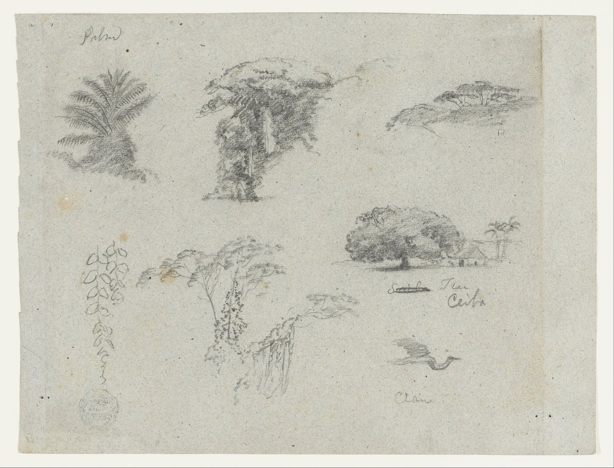 Bocetos de Sudamérica.  Bocetos botánicos.   Grulla voladora. de Frederic Edwin Church