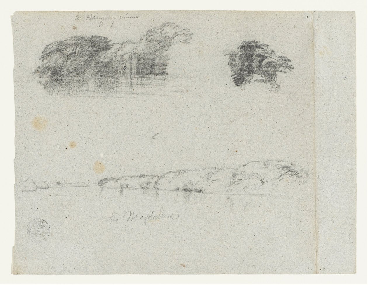 Bosquejos de árboles, enredaderas y una ribera del río Magdalena, Colombia de Frederic Edwin Church