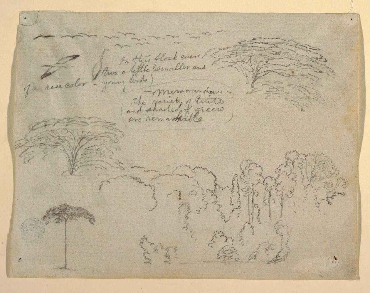 Estudios de Aves y Árboles vistos desde el Río Magdalena, Colombia de Frederic Edwin Church