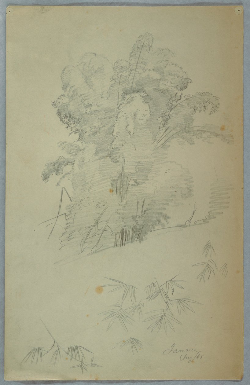 Estudios de árboles y ramas, Jamaica de Frederic Edwin Church