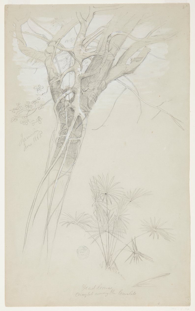 Estudio de tronco de árbol, enredadera parásita y planta de palma, Jamaica de Frederic Edwin Church