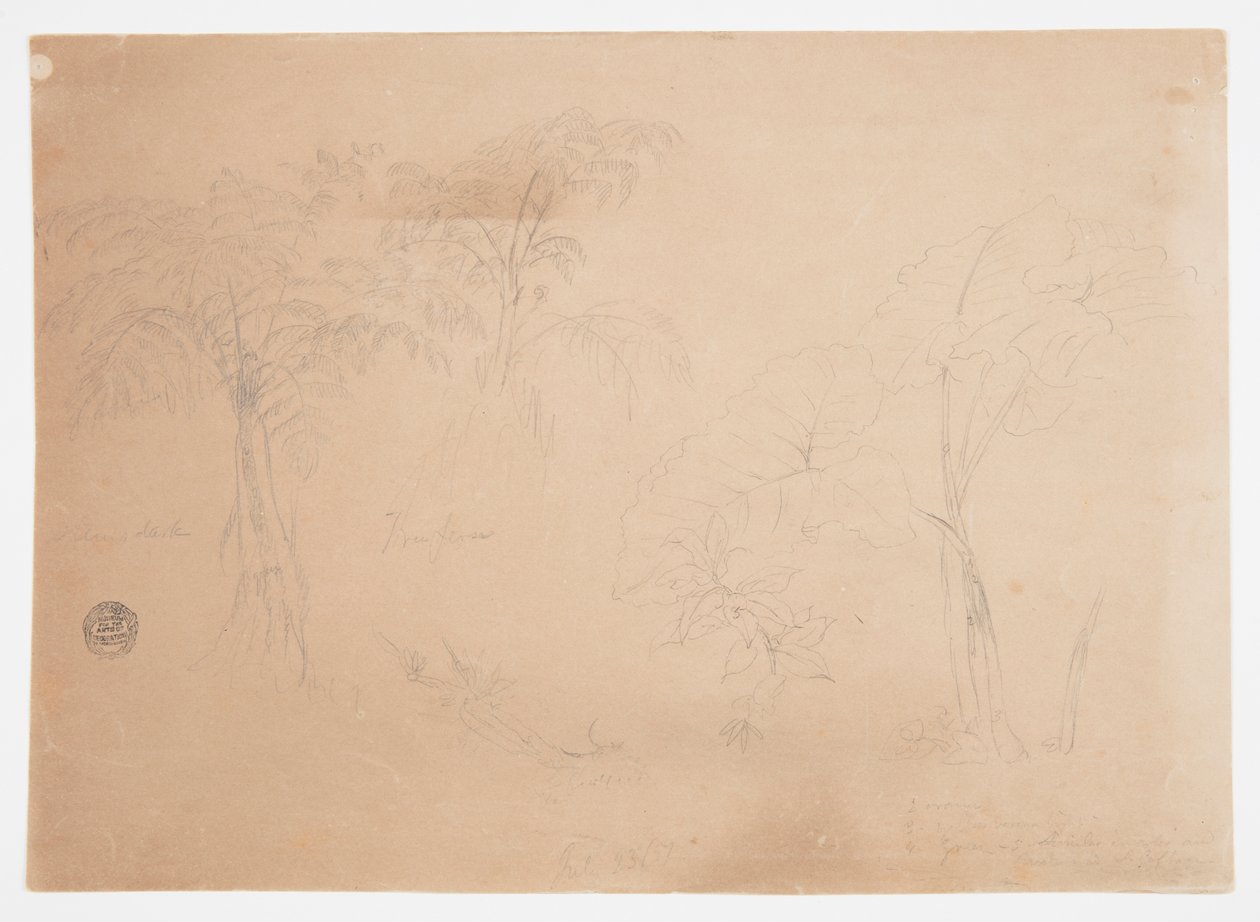 Estudio de dos árboles y tres plantas, cerca de Jorje, Ecuador de Frederic Edwin Church