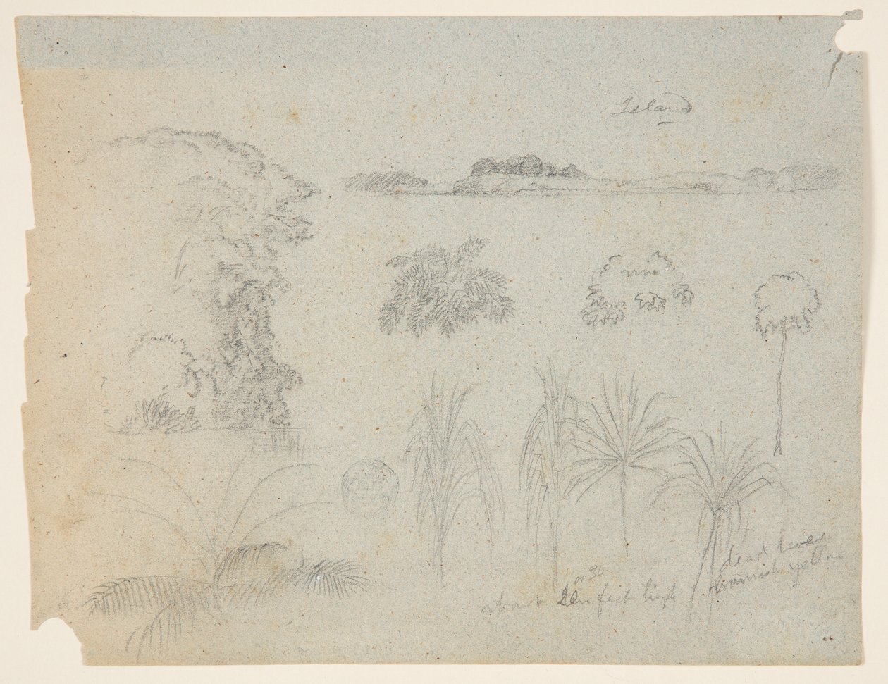 Estudio con copas de árboles, árboles, cinco diseños de plantas y una isla distante de Frederic Edwin Church
