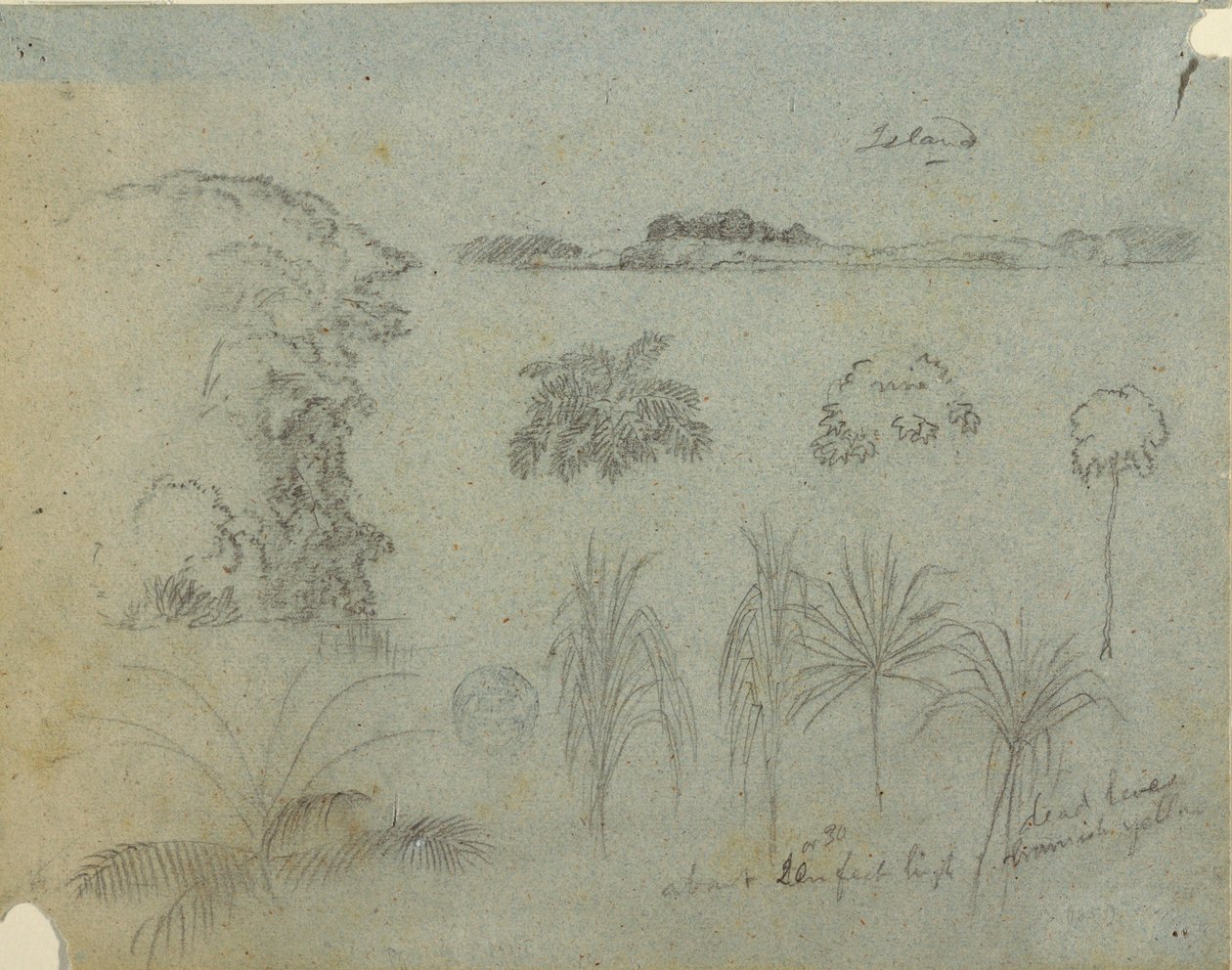 Estudio con copas de árboles, árboles, cinco diseños de plantas y una isla distante de Frederic Edwin Church