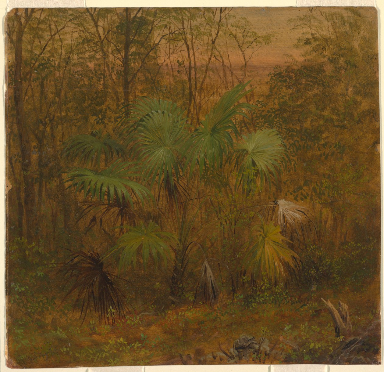 Palma de paja, Jamaica de Frederic Edwin Church