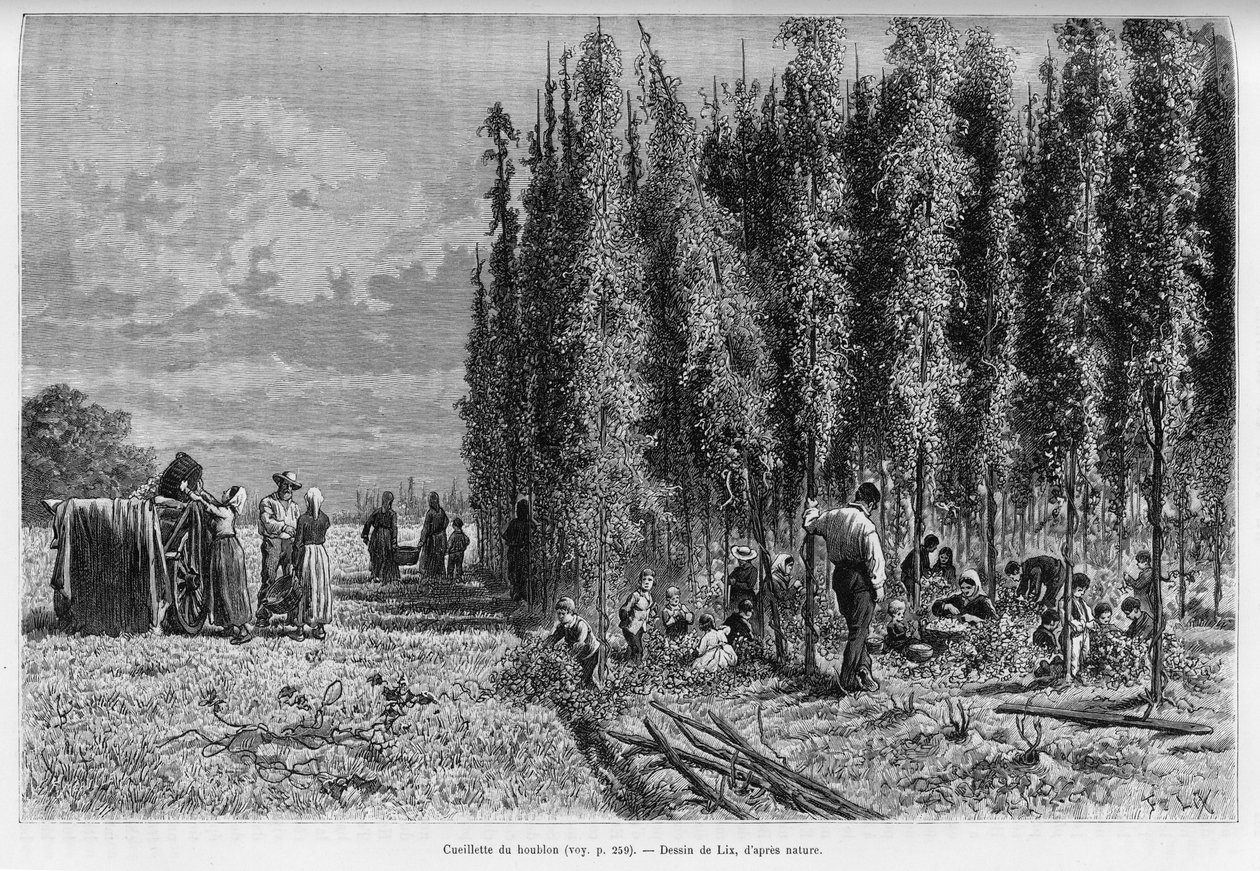 Recolección de lúpulo. Grabado por Lix, para ilustrar la historia A través de Alsacia y Lorena, en 1887, por Charles Grad, diputado alemán, en Le tour du monde 1888, dirigido por Edouard Charton (1807-1890), Hachette, París de Frederic Theodore Lix