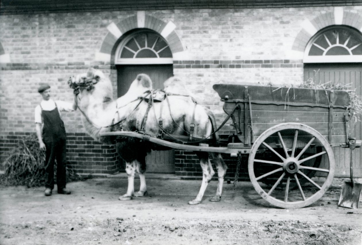 Un camello bactriano tirando de un carro de estiércol en el zoológico de Londres, 1913 de Frederick William Bond