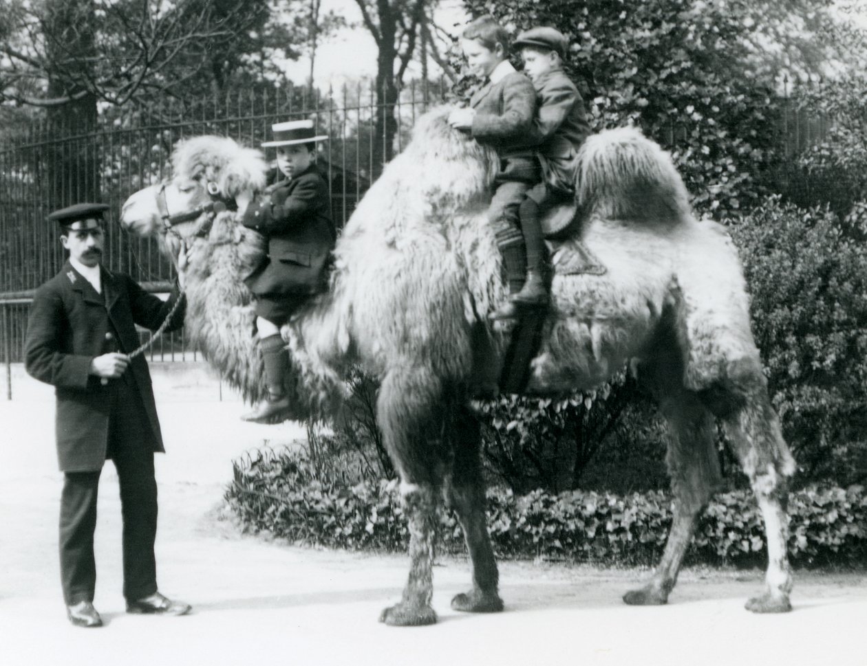 Un paseo en camello bactriano en el Zoológico de Londres, c.1913 de Frederick William Bond