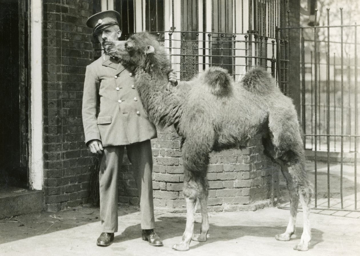Un becerro de camello bactriano, con su cuidador, cuatro semanas después de haber nacido en el zoológico de Londres, 1929 de Frederick William Bond