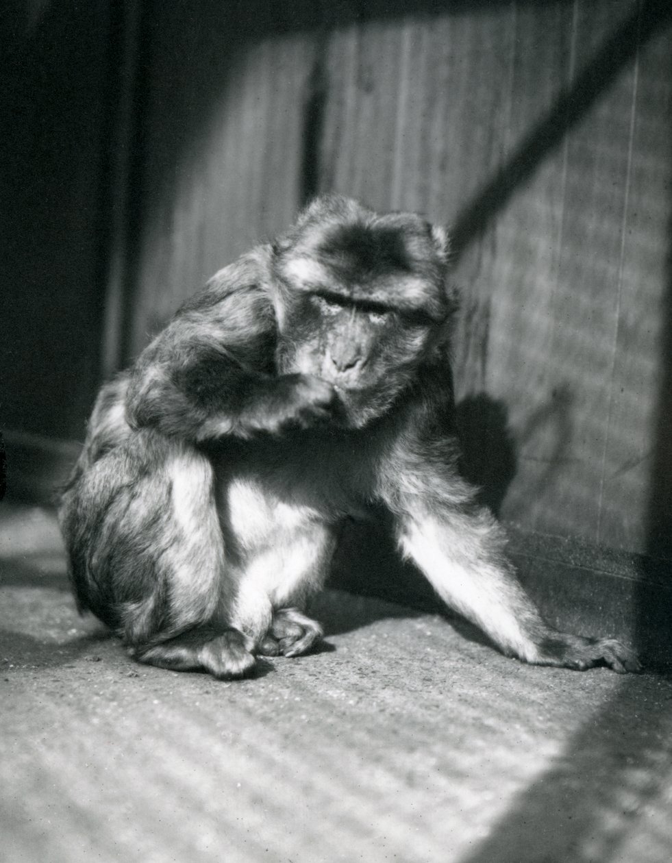 Un Mono de Berbería en el Zoológico de Londres, Marzo 1914 de Frederick William Bond
