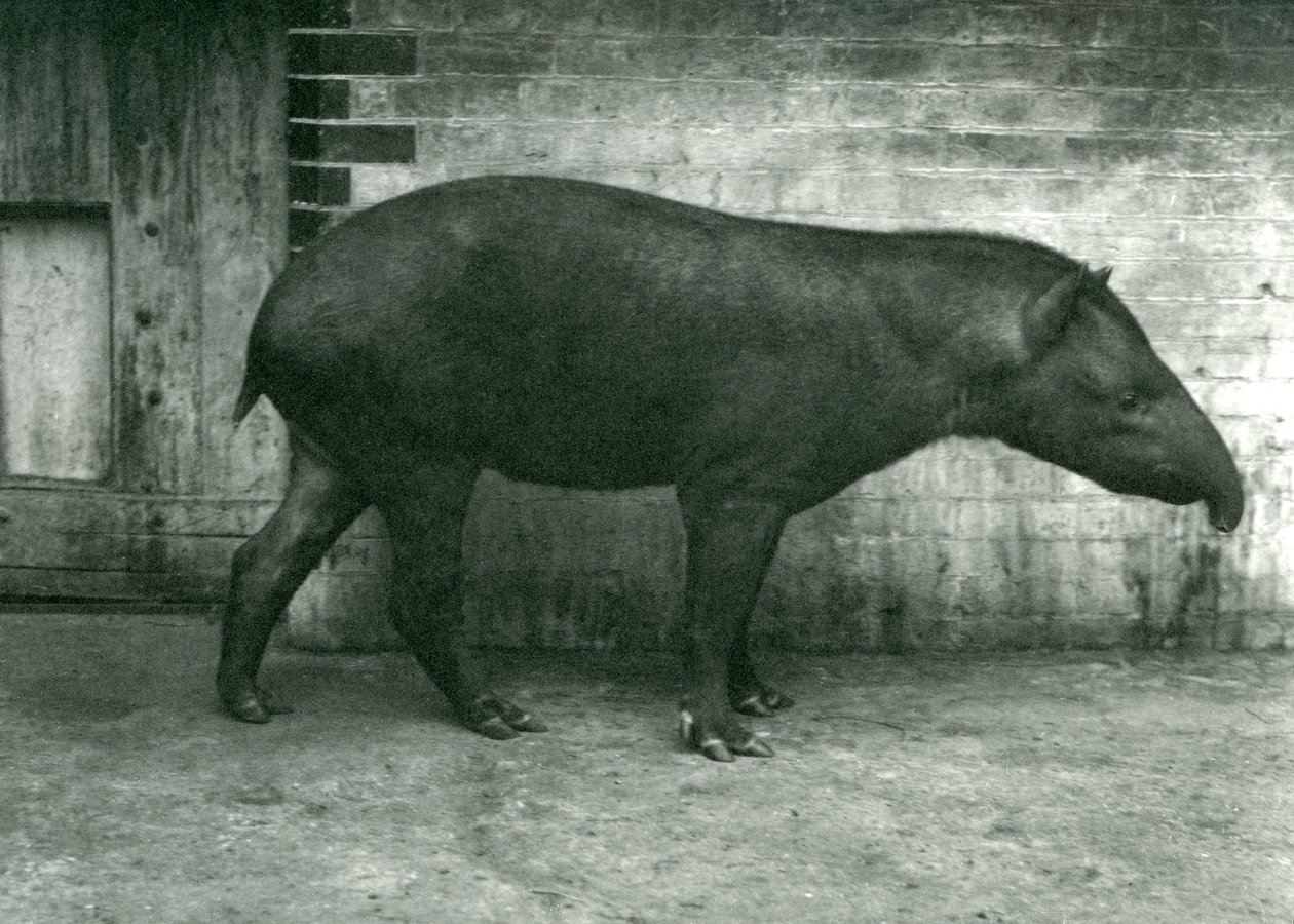 Un tapir brasileño o sudamericano en el zoológico de Londres, septiembre de 1922 de Frederick William Bond