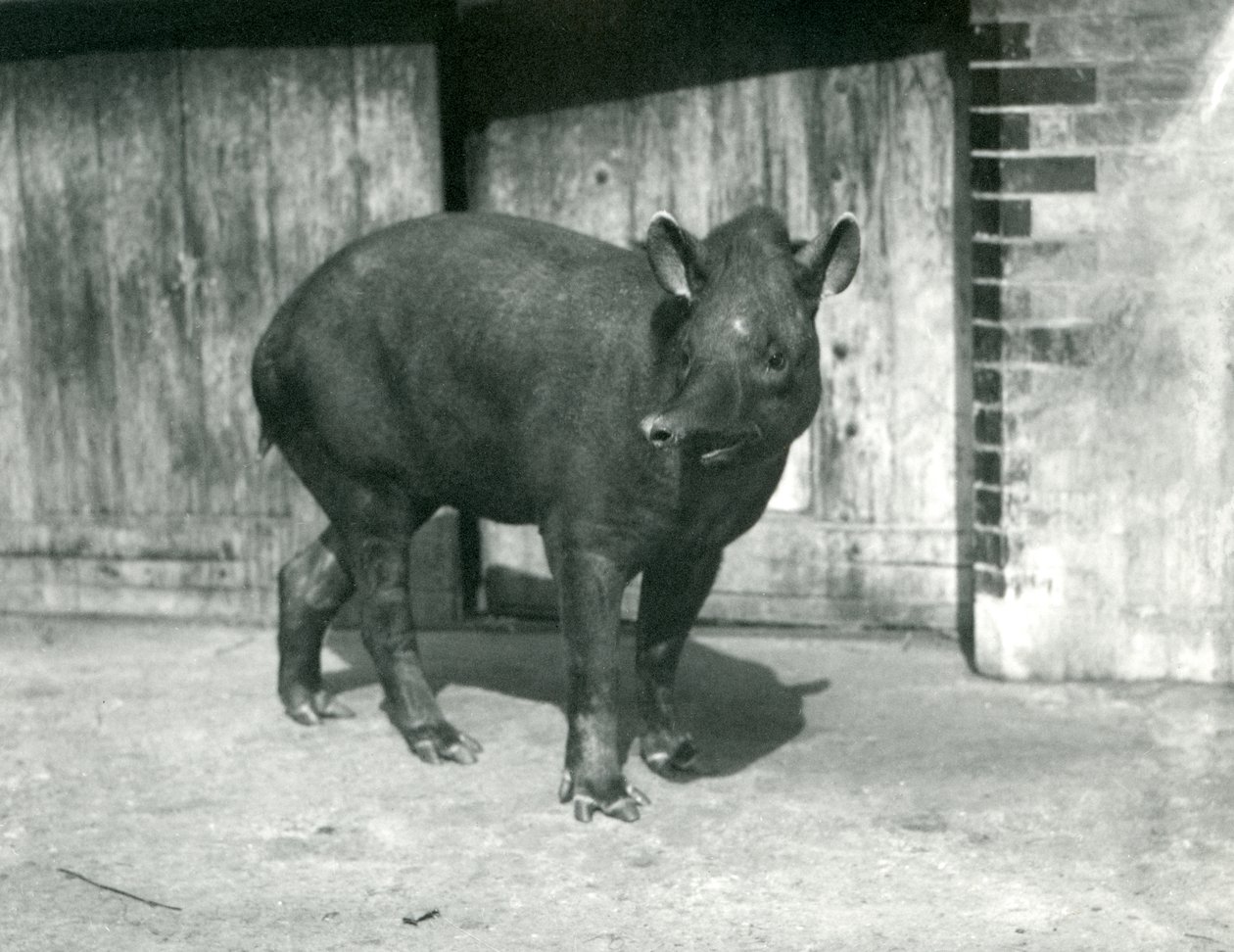 Un tapir brasileño o sudamericano en el zoológico de Londres, septiembre de 1922 de Frederick William Bond