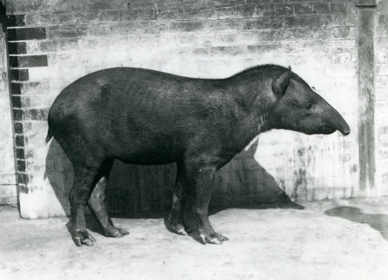Un Tapir Brasileño en el Zoológico de Londres, octubre 1922 de Frederick William Bond