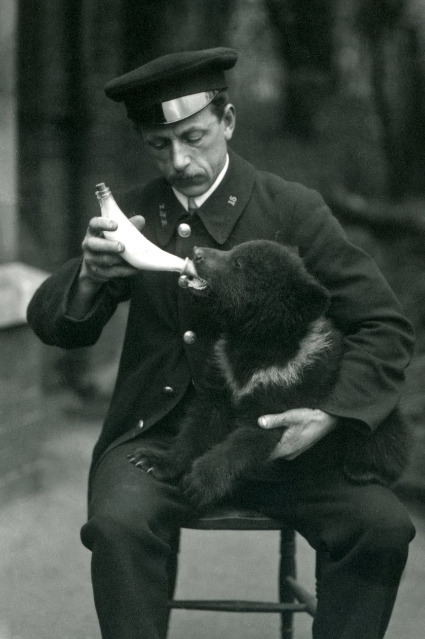 Un cachorro de oso pardo siendo alimentado con biberón por el cuidador, Leslie Martin Flewin, en el Zoológico de Londres en mayo de 1914 de Frederick William Bond