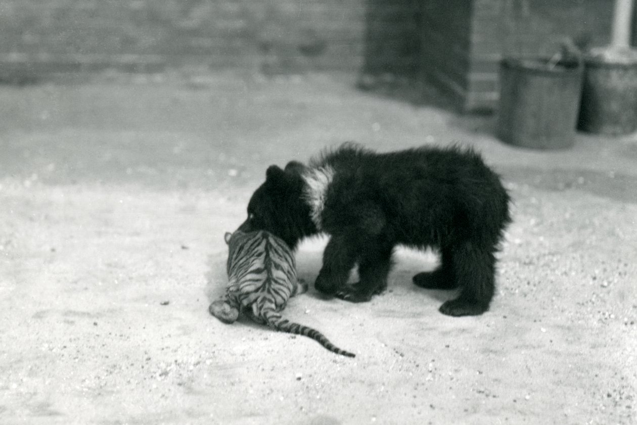 Un cachorro de oso pardo juega con un cachorro de tigre en el zoológico de Londres, abril de 1914 de Frederick William Bond