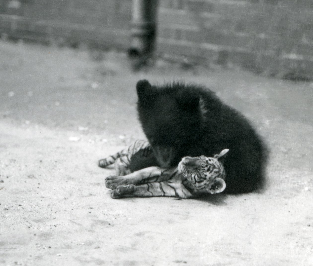 Un cachorro de oso pardo juega con un cachorro de tigre en el Zoológico de Londres, abril de 1914 de Frederick William Bond