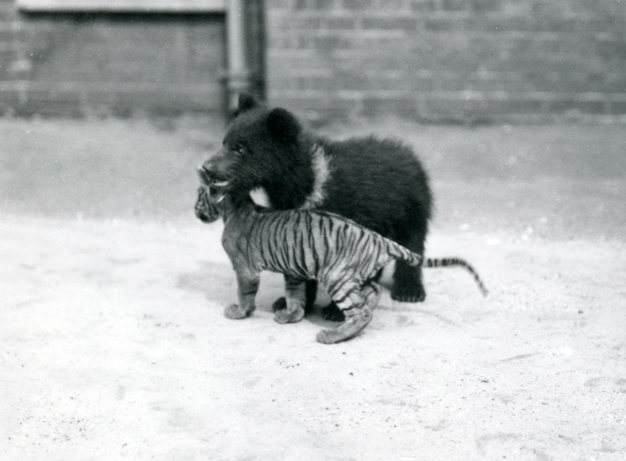 Un Cachorro de Oso Pardo juega con un Cachorro de Tigre en el Zoológico de Londres, abril de 1914 de Frederick William Bond