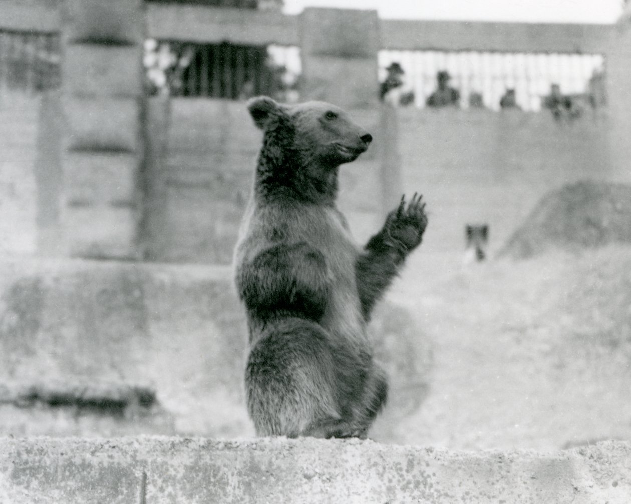 Un oso pardo sentado frente a los visitantes en su recinto en las terrazas Mappin, zoológico de Londres, 1922 de Frederick William Bond