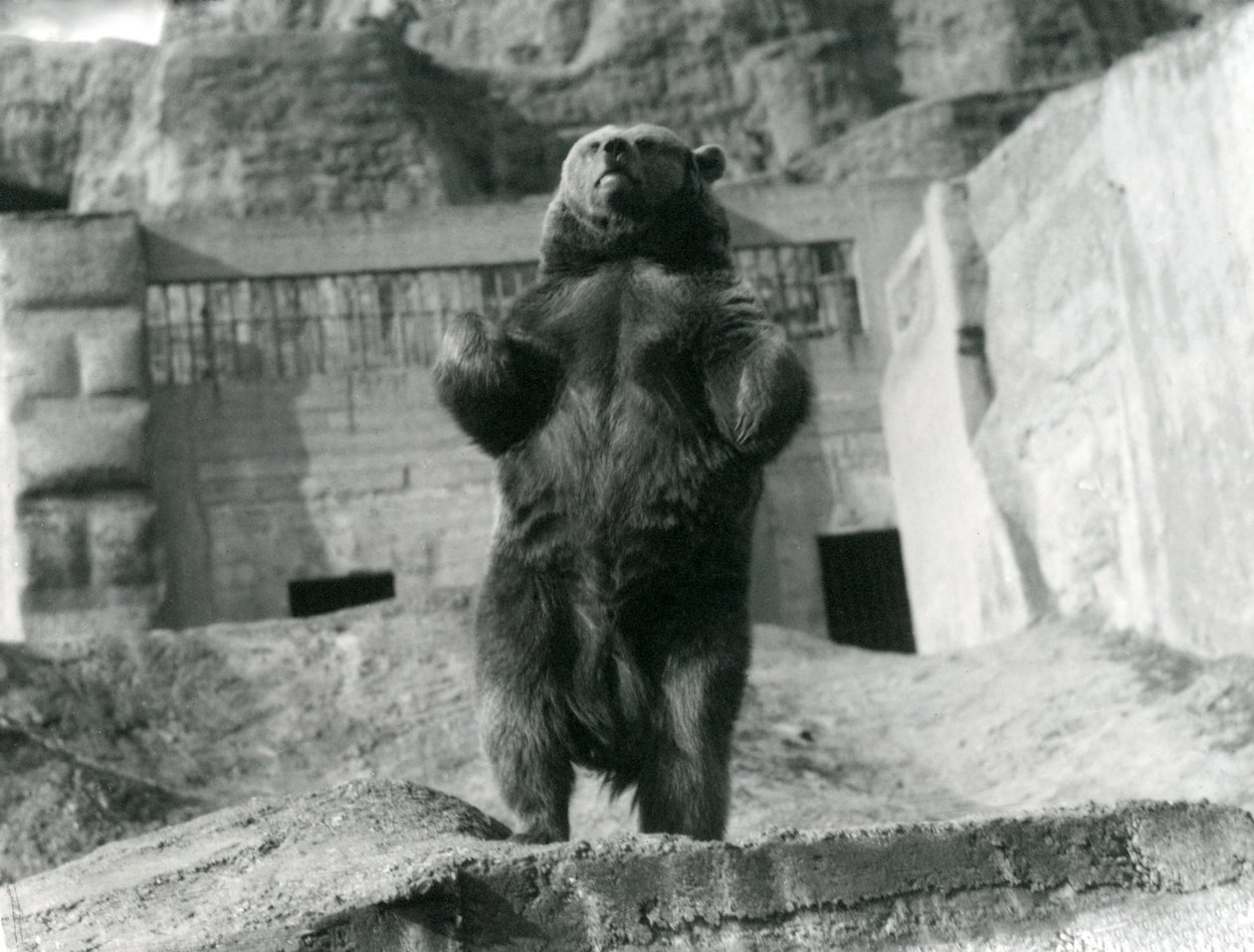 Un Oso Pardo de pie sobre sus patas traseras, Mappin Terraces, Zoológico de Londres, agosto de 1921 de Frederick William Bond