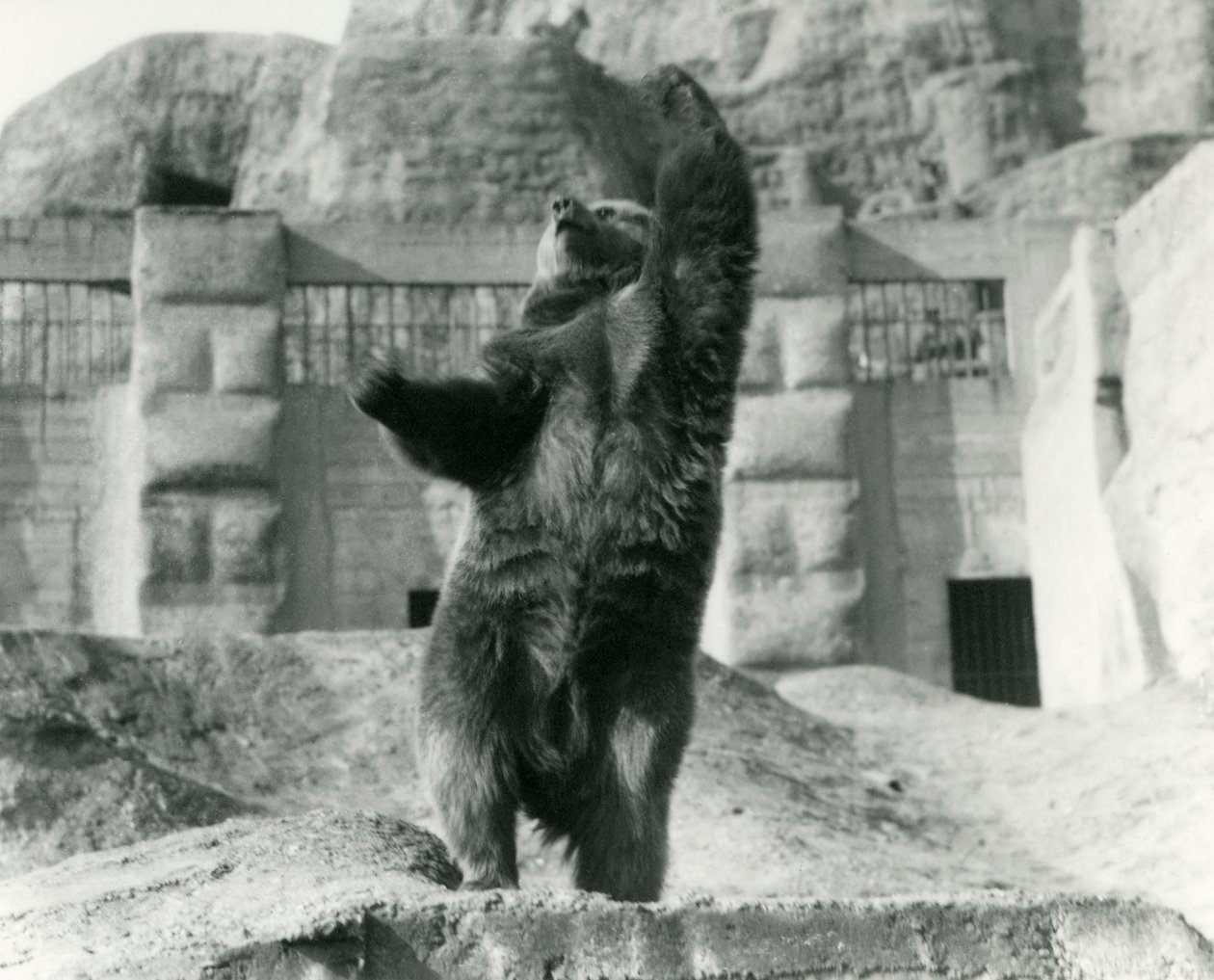 Un oso pardo se pone de pie sobre sus patas traseras, alcanzando el cielo, Mappin Terraces, Zoológico de Londres, agosto de 1921 de Frederick William Bond