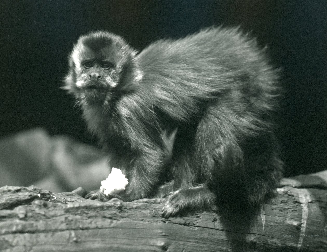 Un Capuchino Marrón o Tufted en el Zoológico de Londres, julio de 1914 de Frederick William Bond
