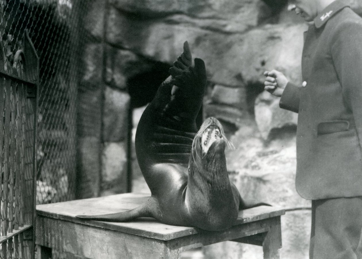 Un león marino californiano actúa para su cuidador en el Zoológico de Londres, julio de 1921 de Frederick William Bond