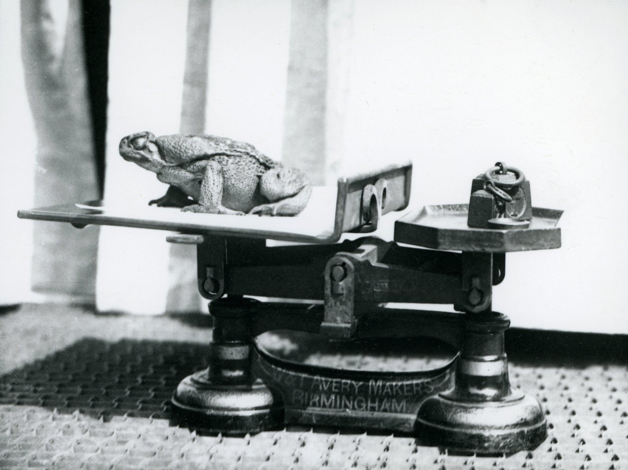 Un sapo de caña sentado en una balanza para ser pesado en el Zoológico de Londres, 1923 de Frederick William Bond
