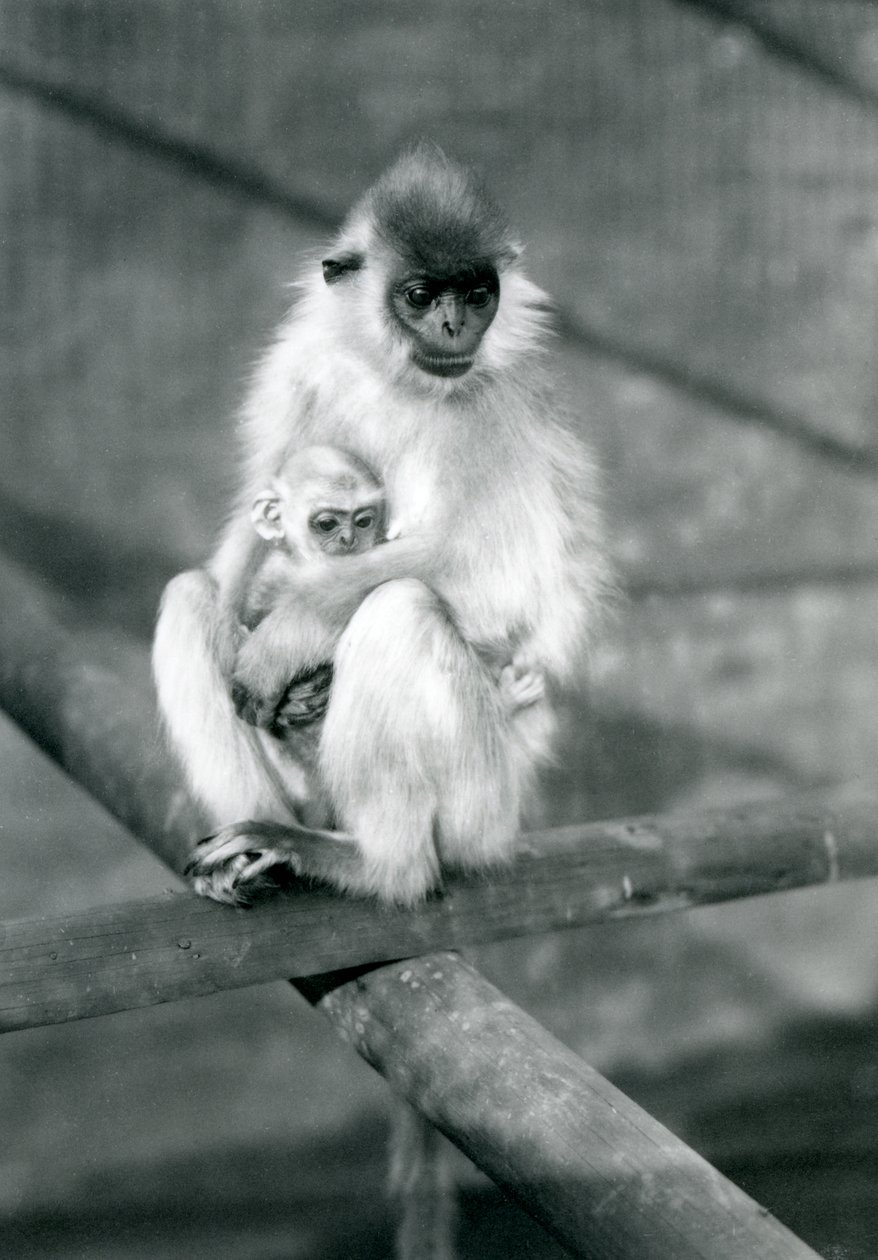 Un langur con gorra sosteniendo a su bebé mientras está sentado en una viga, Zoológico de Londres, 11 de noviembre de 1913 de Frederick William Bond