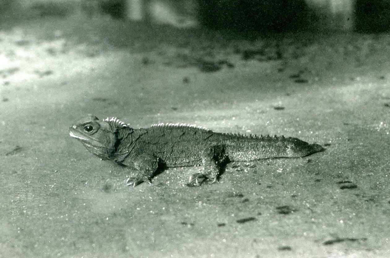 Un tuátara del Estrecho de Cook, o tuátara del norte en el Zoológico de Londres, c.1923 de Frederick William Bond