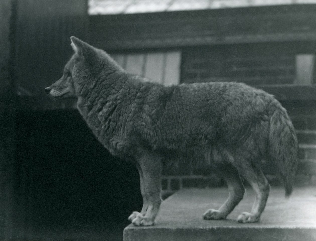 Un Coyote en el Zoológico de Londres, octubre de 1920 de Frederick William Bond