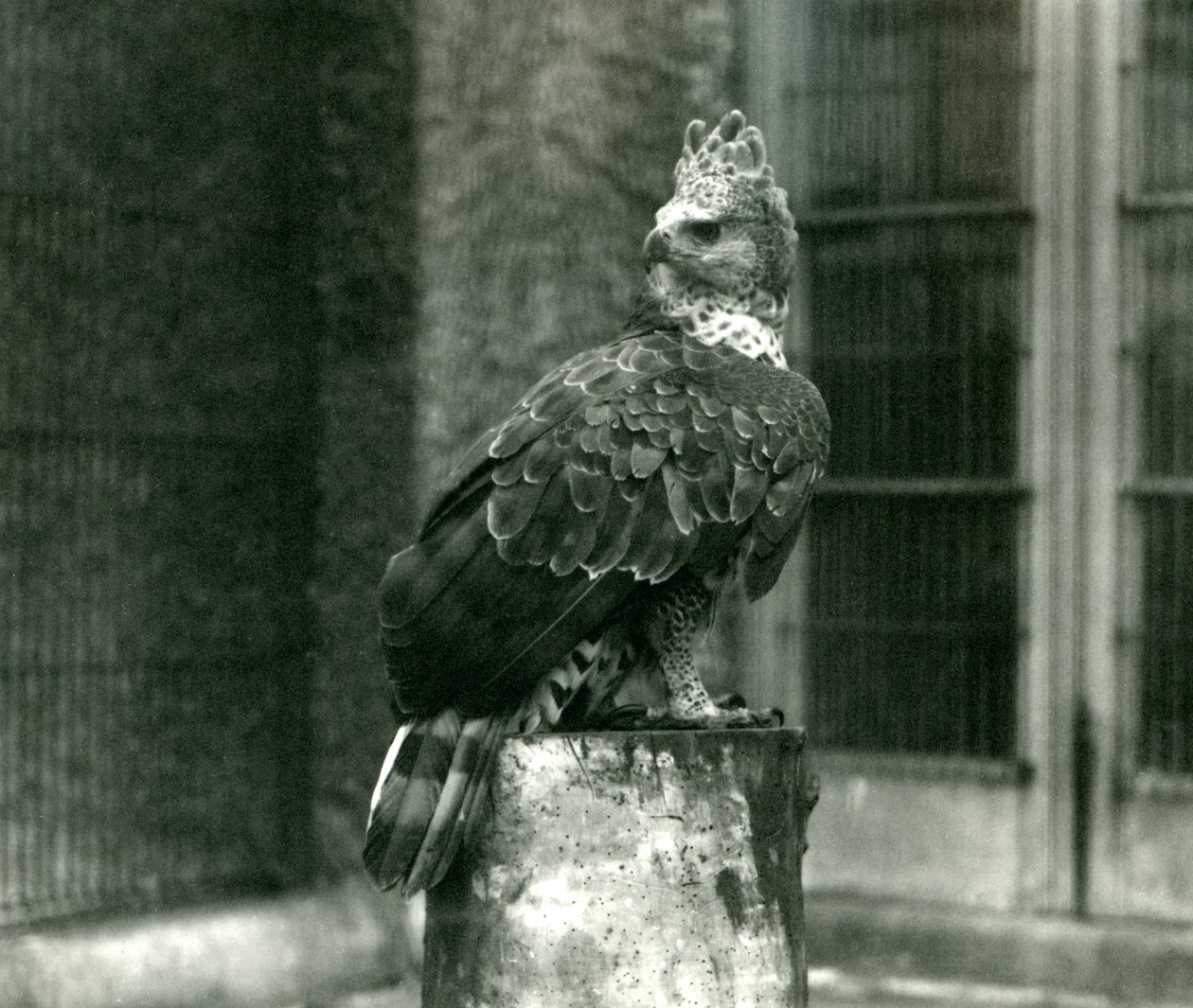 Un águila coronada en el zoológico de Londres, junio de 1922 de Frederick William Bond