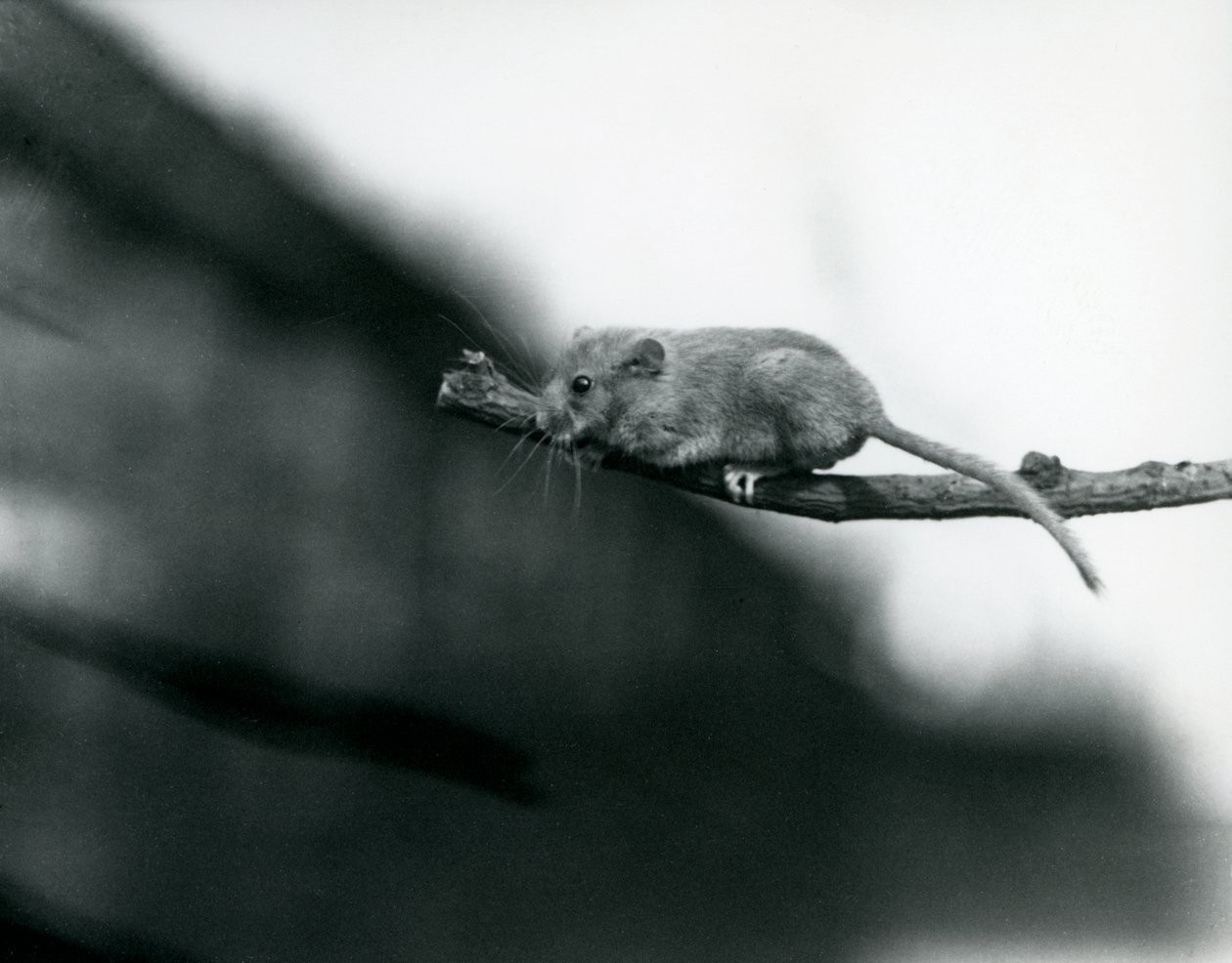 Un lirón en una rama en el Zoológico de Londres, mayo de 1914 de Frederick William Bond