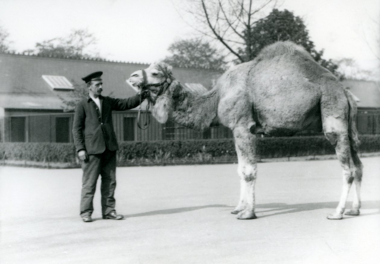Un dromedario o camello árabe con el cuidador W. Styles en el Zoológico de Londres en 1923 de Frederick William Bond
