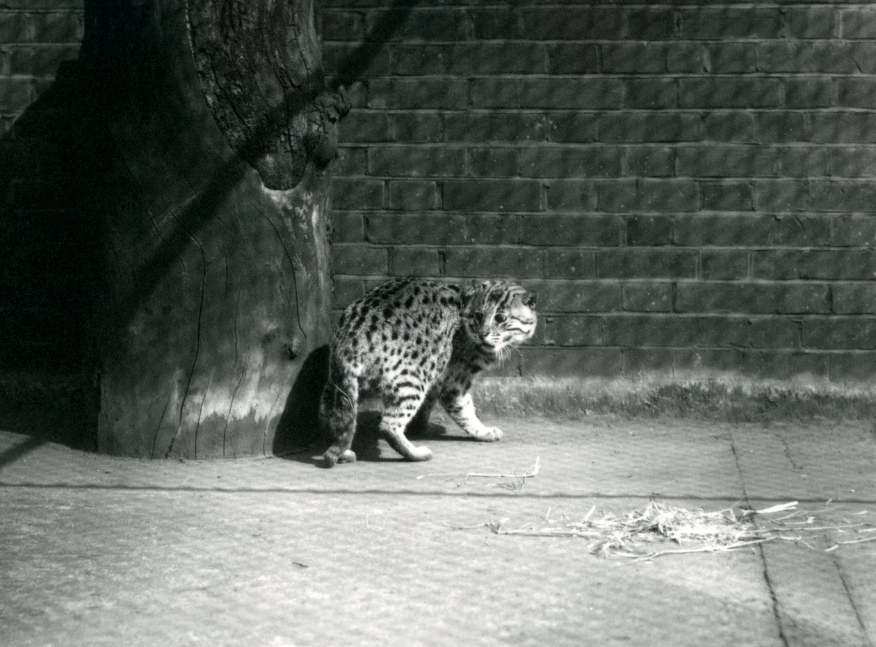 Un gato pescador en el zoológico de Londres, julio de 1921 de Frederick William Bond