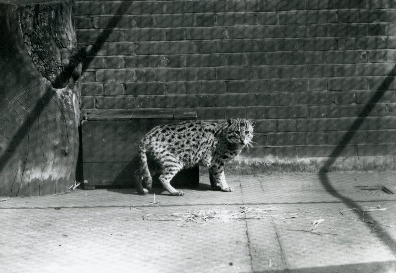 Un gato pescador en el Zoológico de Londres, julio de 1921 de Frederick William Bond