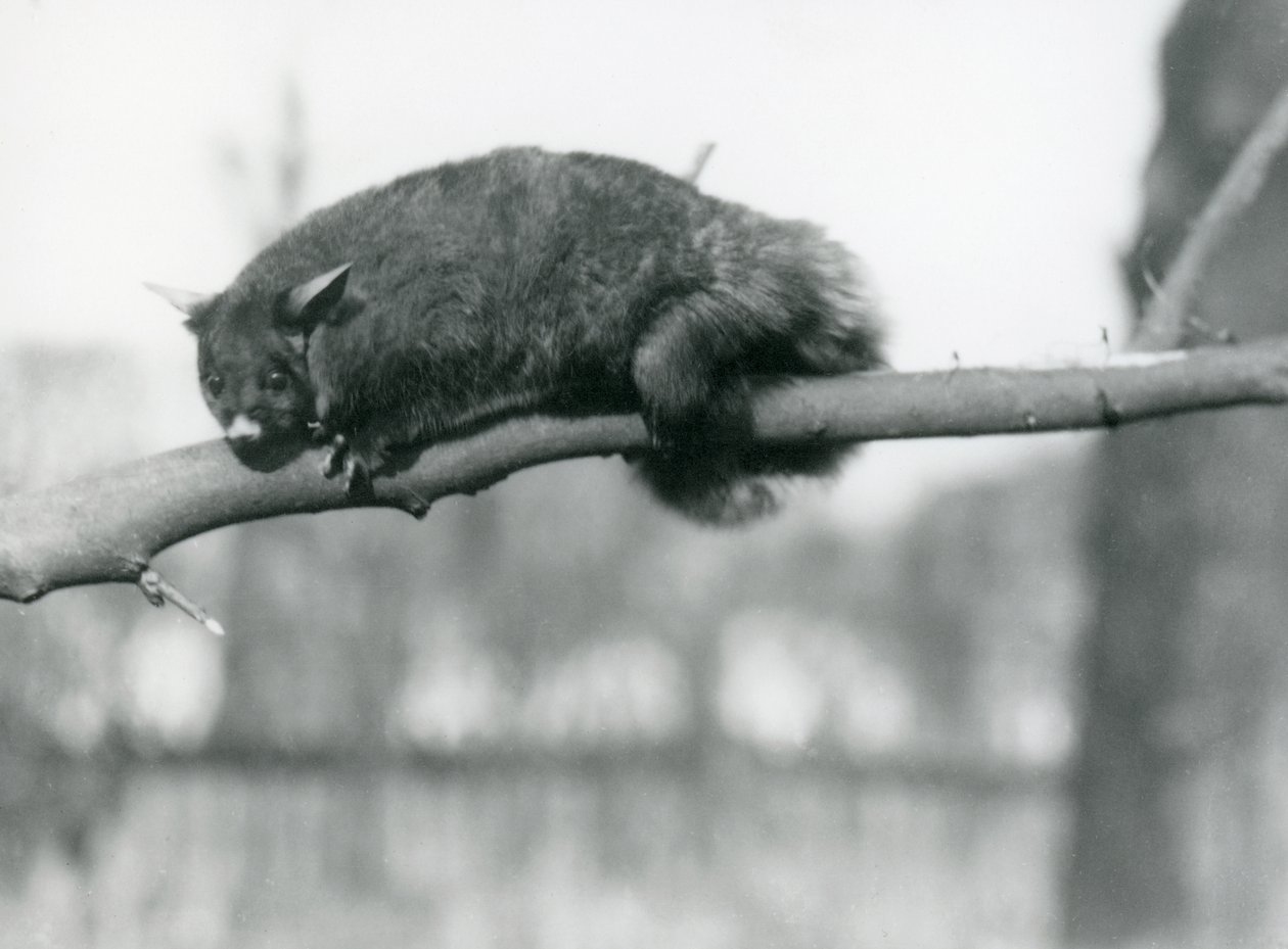 Un falangero volador mira hacia abajo desde una rama en el zoológico de Londres, c.1923 de Frederick William Bond