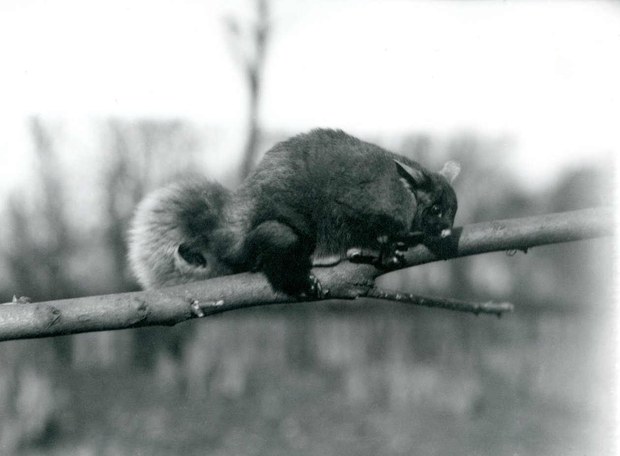 Un Phalanger Volador en una rama en el Zoológico de Londres, febrero de 1922 de Frederick William Bond