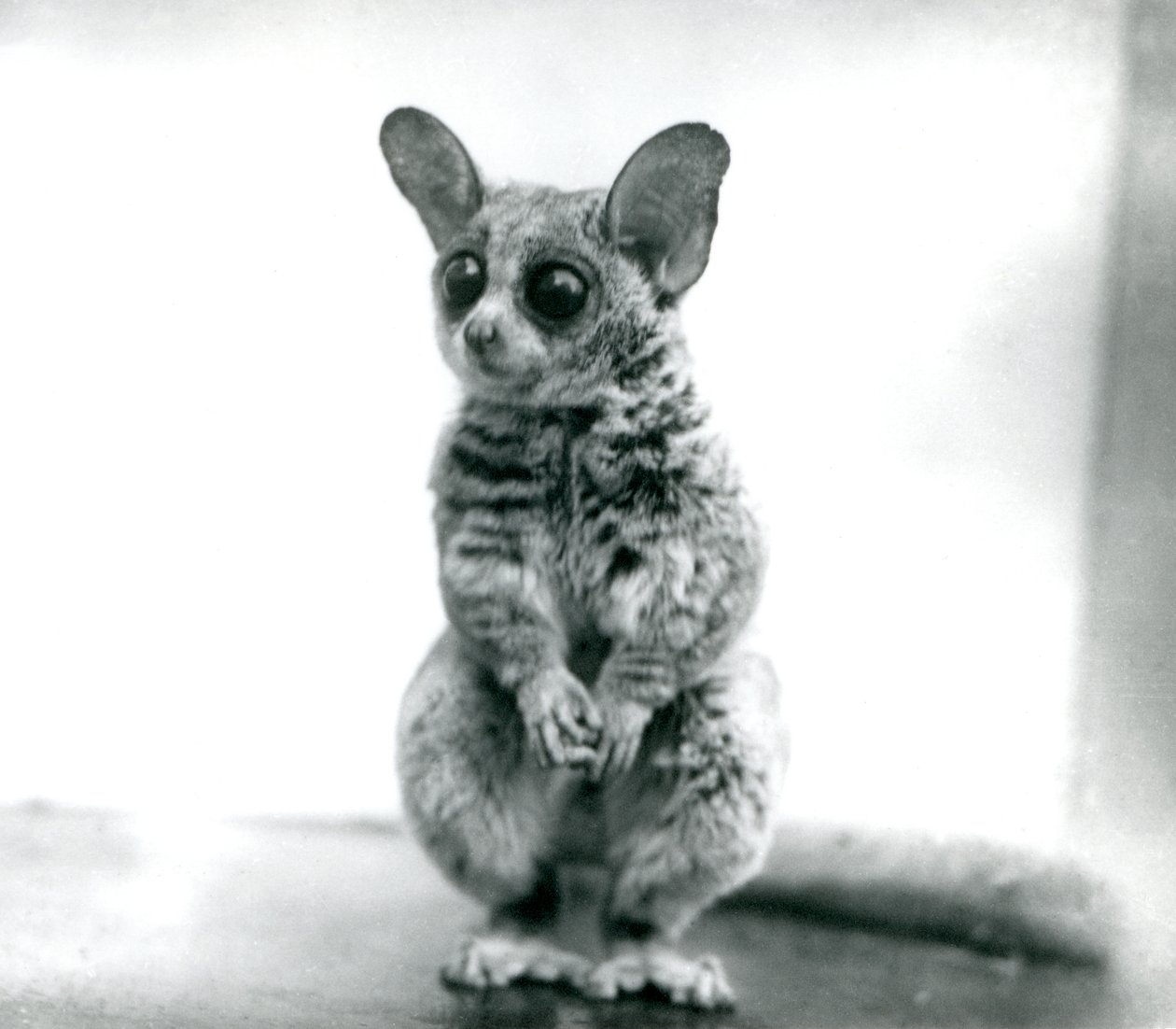 Un Galago moholi, o bushbaby de Mohol en el Zoológico de Londres, 12 de septiembre de 1913 de Frederick William Bond
