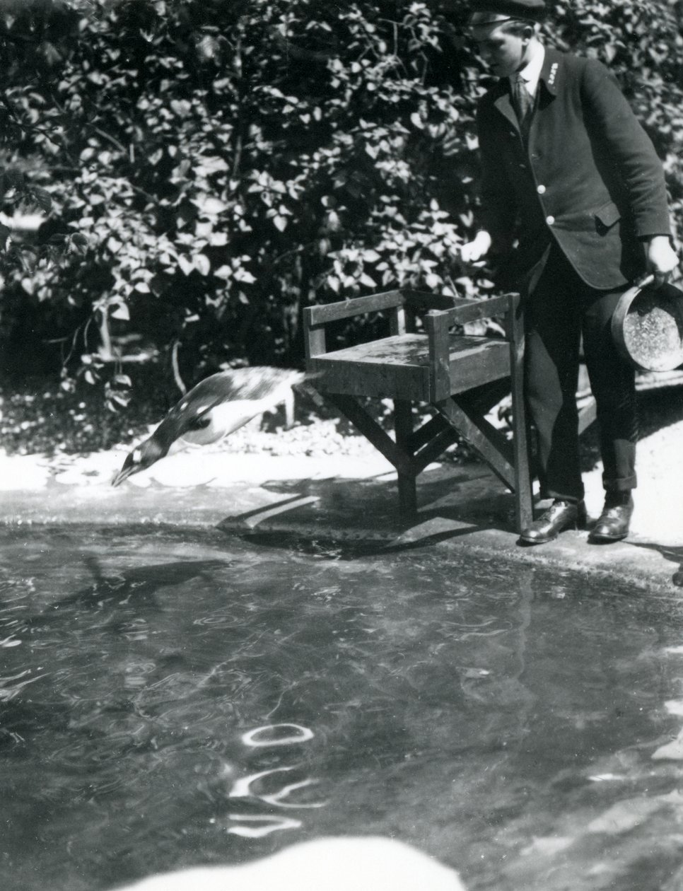 Un pingüino Gentoo se zambulle tras los peces que el cuidador acaba de lanzar a su piscina, Zoológico de Londres, junio de 1914 de Frederick William Bond
