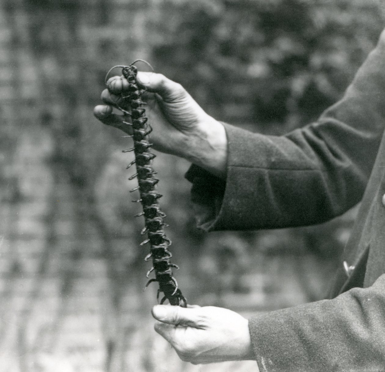 Un ciempiés gigante cuidadosamente sostenido por su cuidador, Zoológico de Londres, 1923 de Frederick William Bond