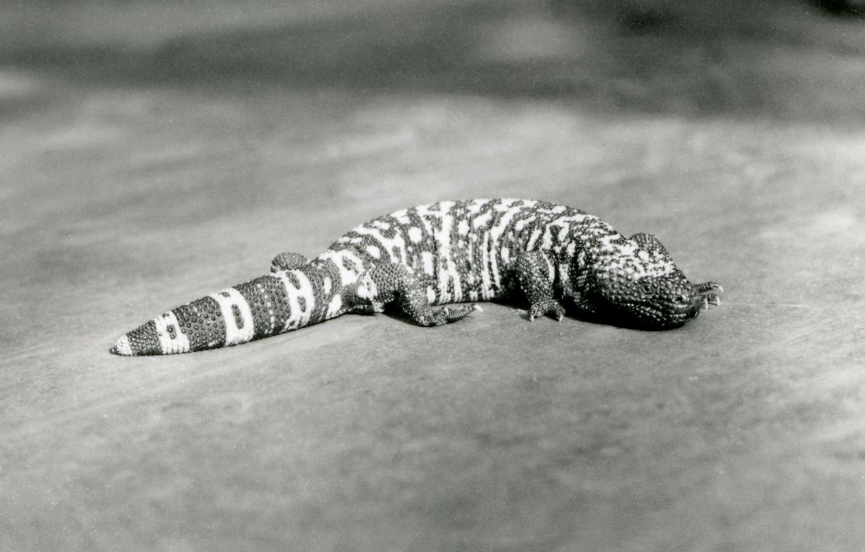Un monstruo de Gila en el Zoológico de Londres, septiembre de 1923 de Frederick William Bond