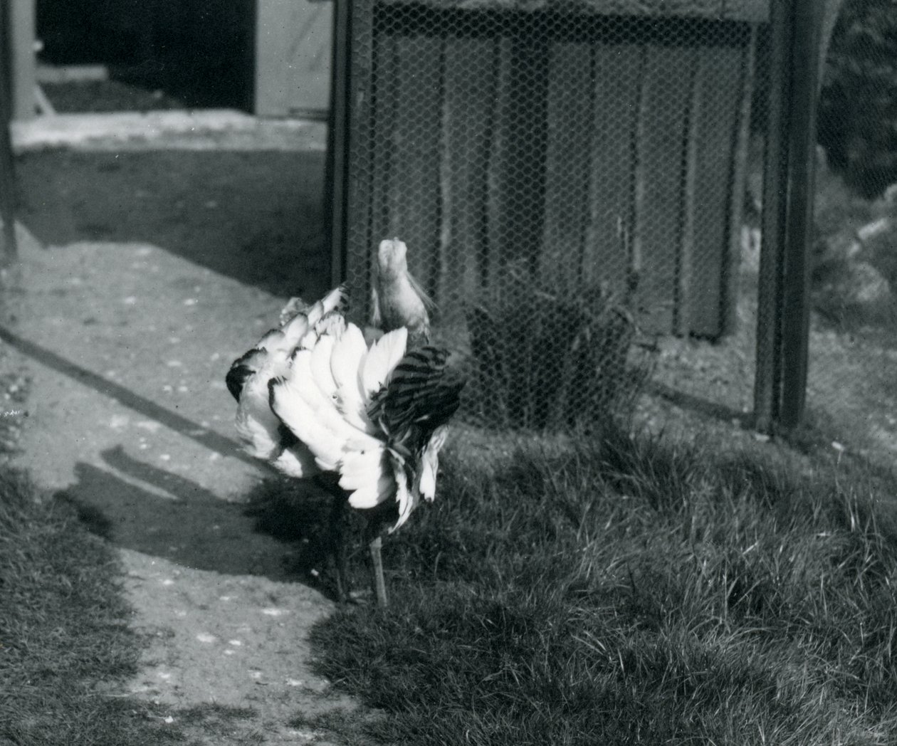 Una gran avutarda mostrando sus plumas en el zoológico de Londres, mayo de 1914 de Frederick William Bond