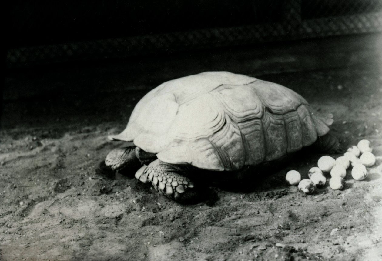 Una tortuga acanalada o espolón africano con sus huevos en el zoológico de Londres, julio de 1922 de Frederick William Bond